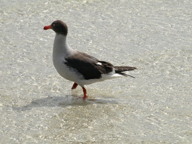 ../../Pictures/241209/034 Dolphin Gull.JPG